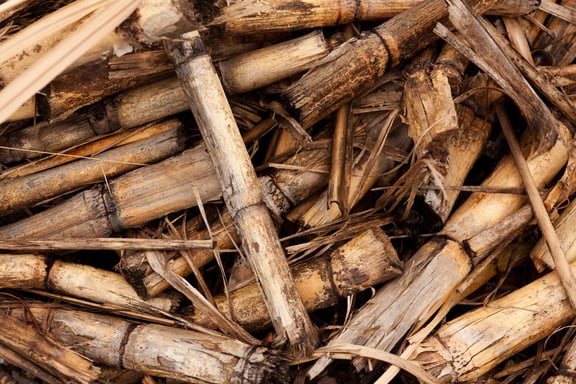 bamboo